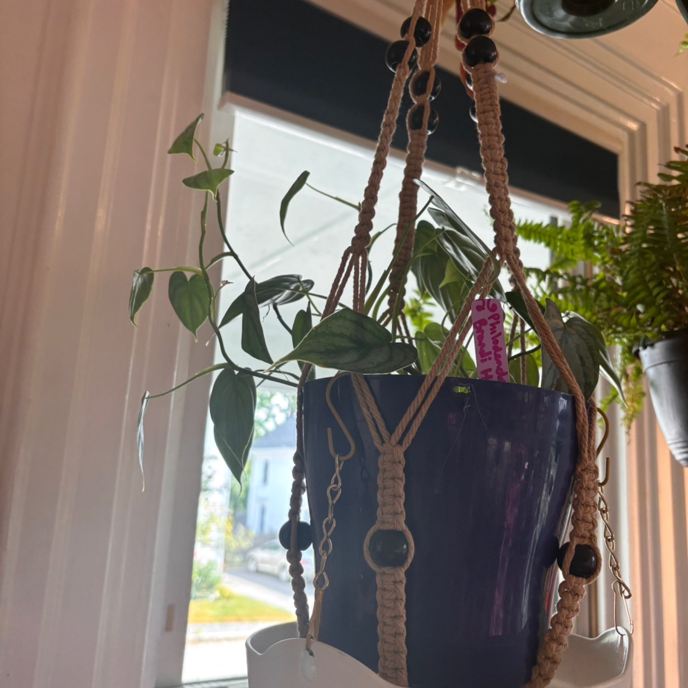 are clay pots good for snake plants Snake Plant main image 1